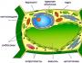 Сравнение особенностей растительной и животной клетки Какое сходство в строении клеток